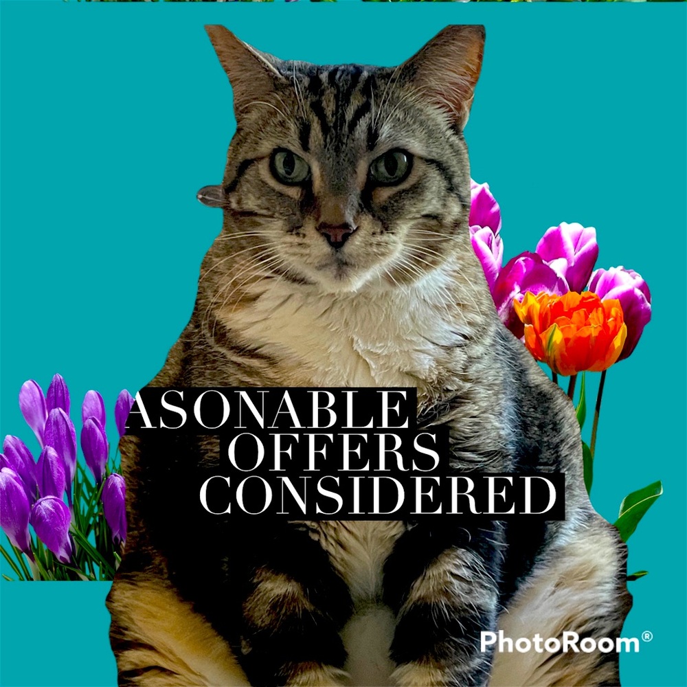 🐾🐾Cat Not Included. 🐾🐾